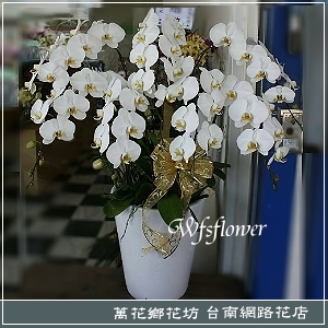 白花蝴蝶蘭