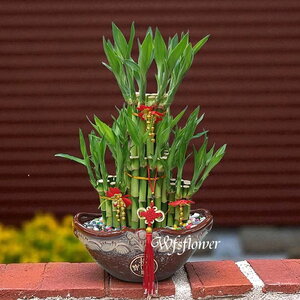 財源滾滾 開運竹