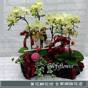 桌上型 蝴蝶蘭花組合盆景