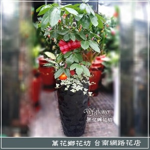 鴨腳木落地型盆景