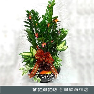 金錢樹組合盆景