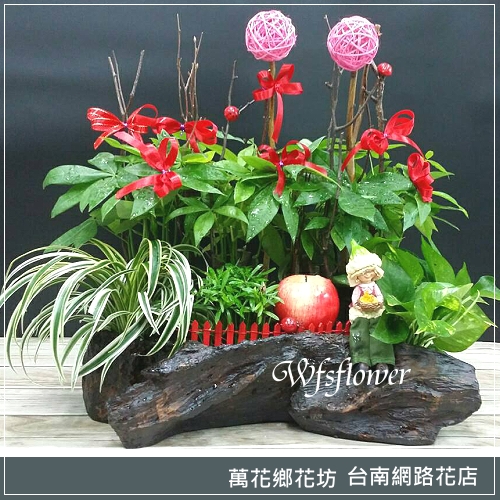 E002 花園式發財樹 彷木頭盆景