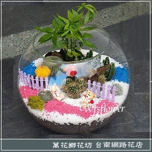 多肉植物玻璃球盆景